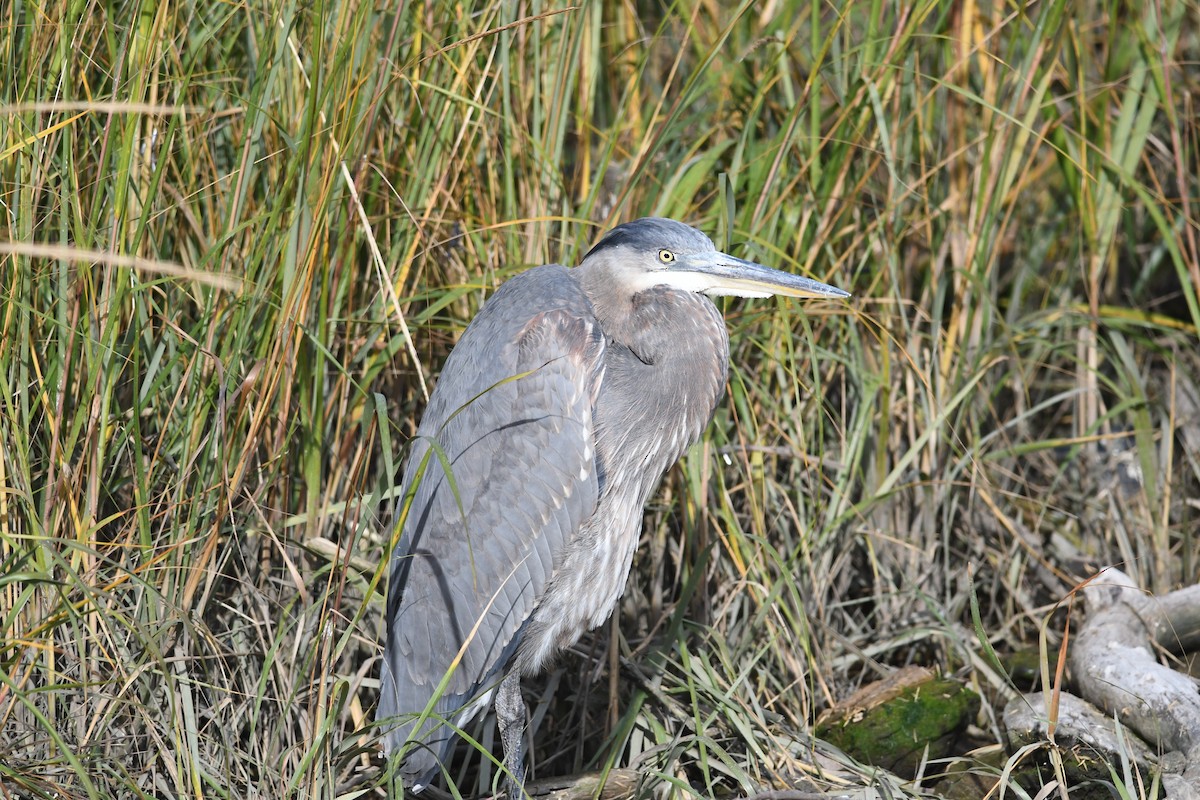 Great Blue Heron (Great Blue) - Peter Paul