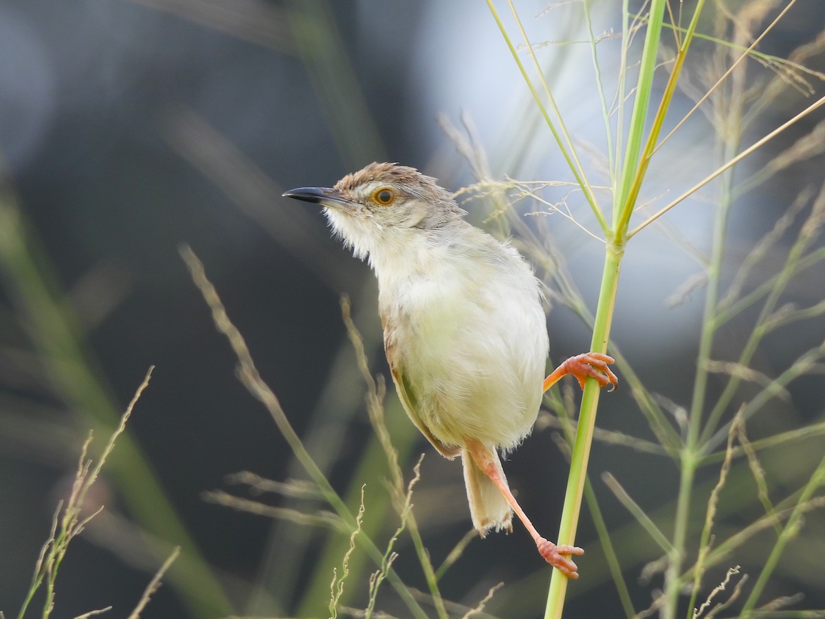 Plain Prinia - Mohan Asampalli - GKVK