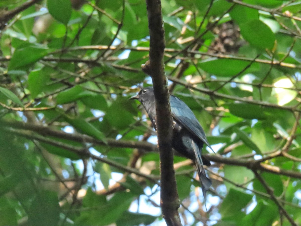 Fork-tailed Drongo-Cuckoo - ML611257271