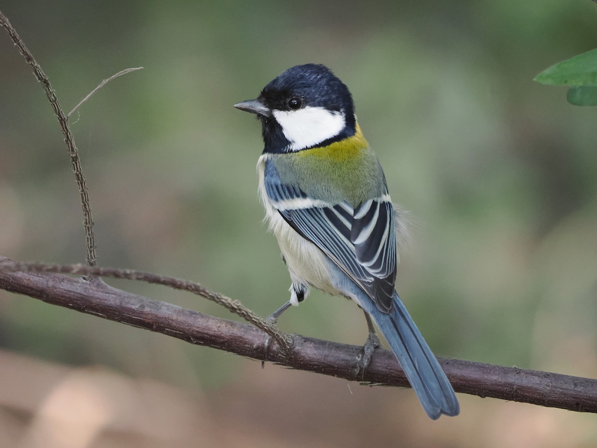 Japanese Tit - ML611257316