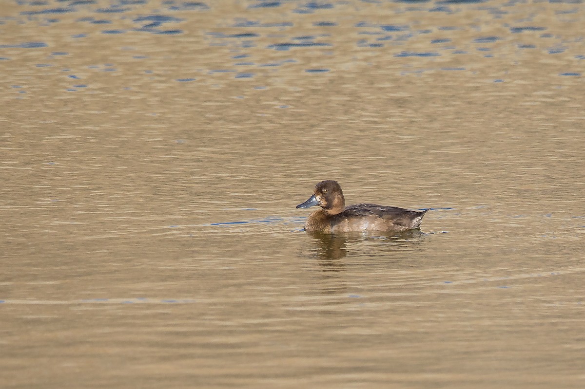 Lesser Scaup - ML611257327