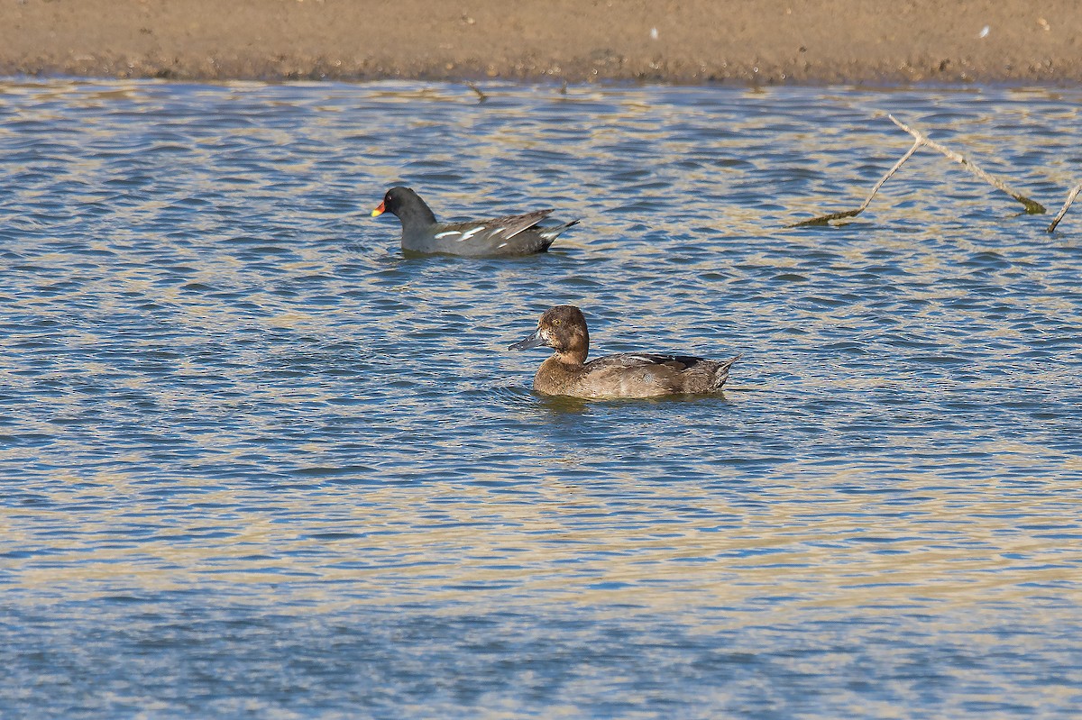 Lesser Scaup - ML611257328