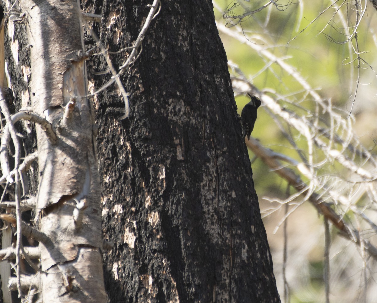 Black-backed Woodpecker - Alec Roseto