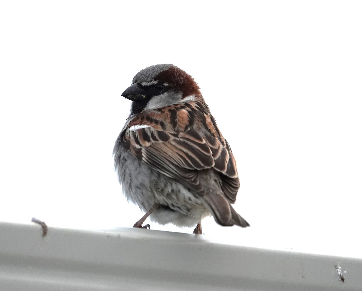 House Sparrow - Craig Morley