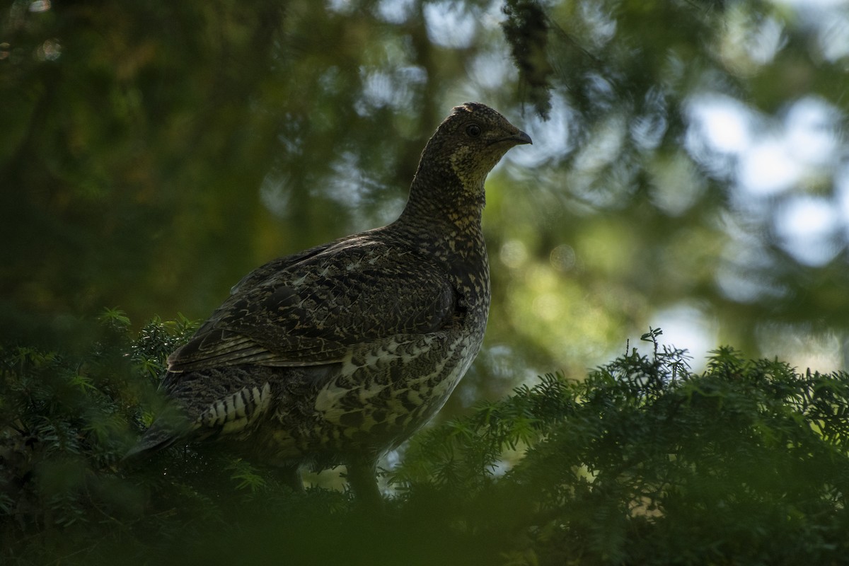 Sooty Grouse - Alec Roseto