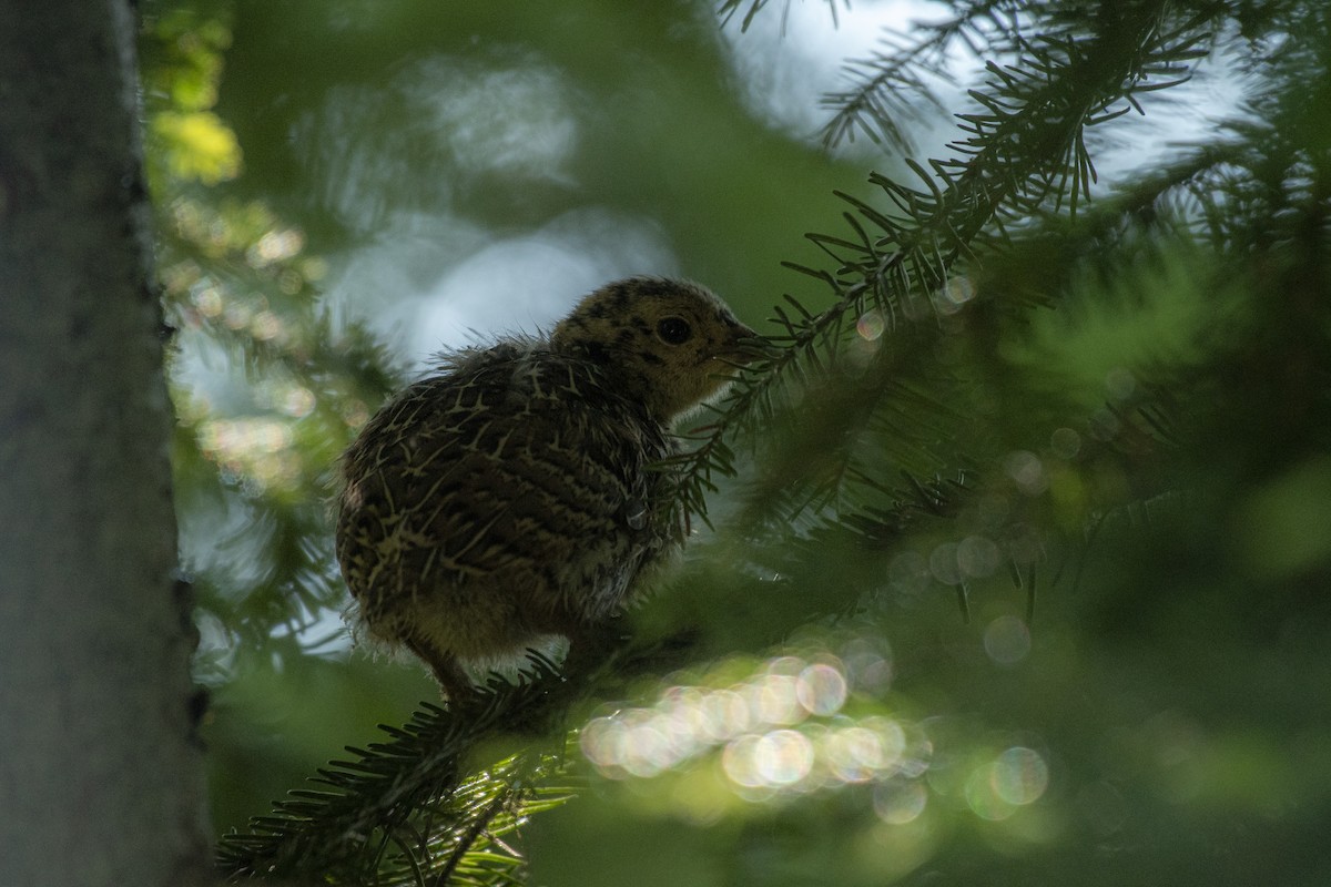 Sooty Grouse - ML611257382