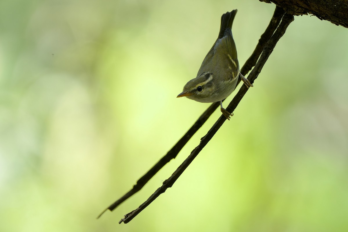 Claudia's Leaf Warbler - Sam Hambly