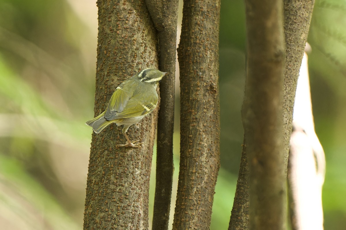 Claudia's Leaf Warbler - Sam Hambly