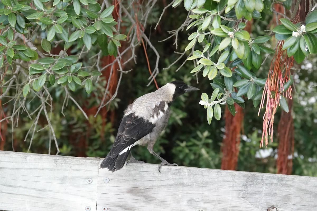 Australian Magpie (White-backed) - Craig Morley