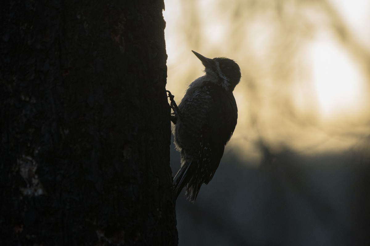 Black-backed Woodpecker - Alec Roseto