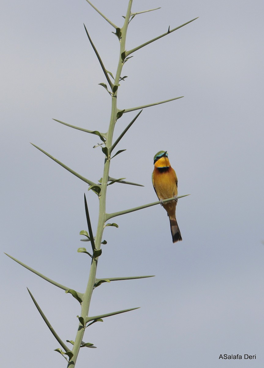 Little Bee-eater - ML611257526