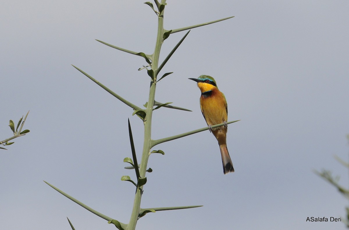 Little Bee-eater - ML611257527