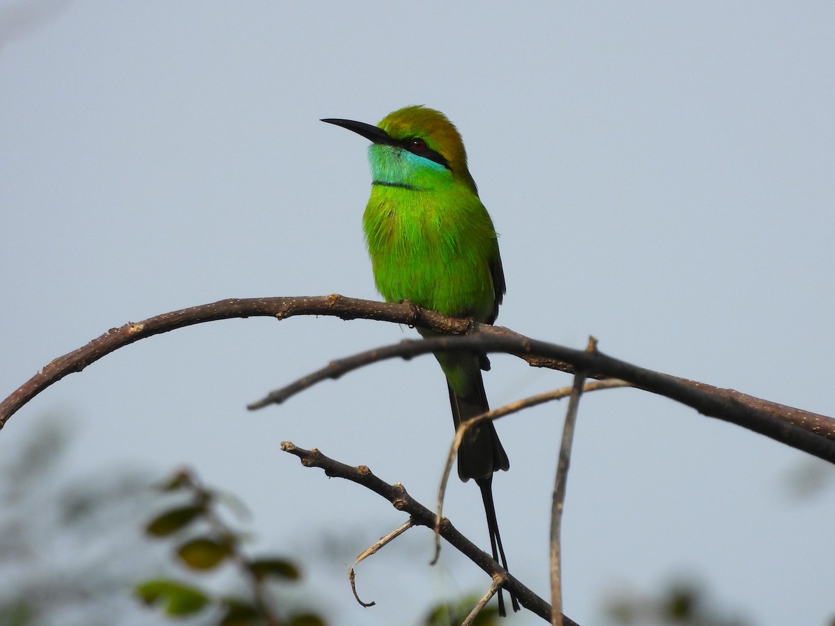 Asian Green Bee-eater - ML611257646