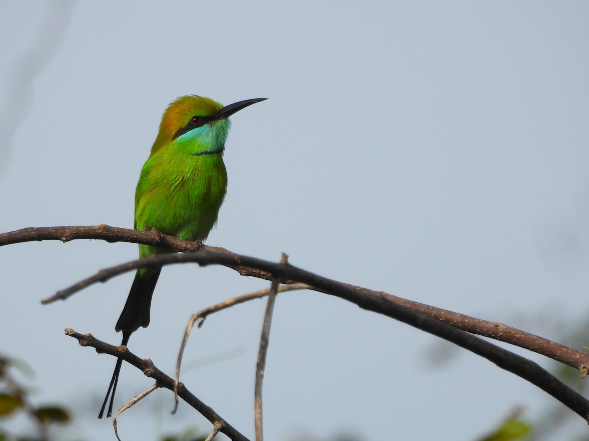 Asian Green Bee-eater - ML611257647