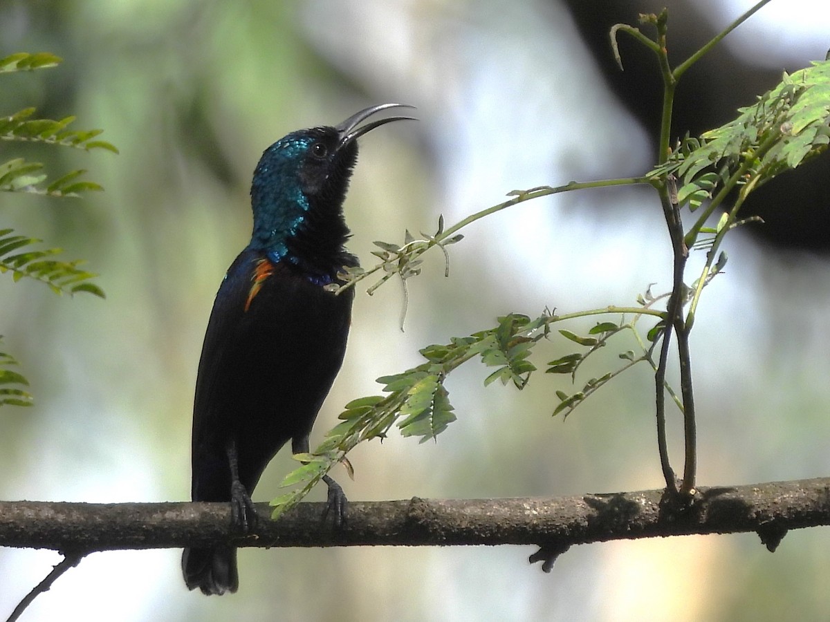 Purple Sunbird - ML611257657