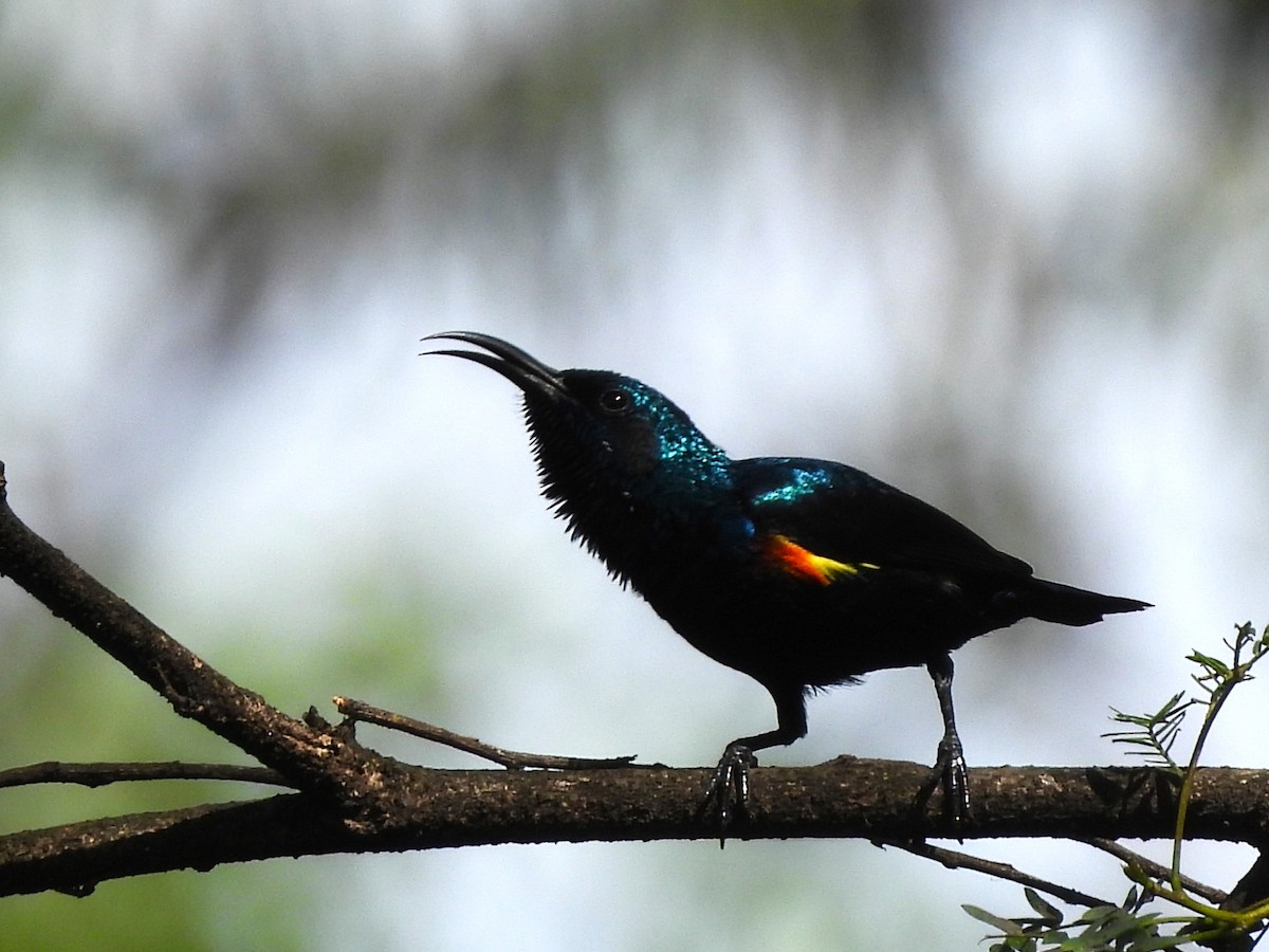 Purple Sunbird - ML611257658