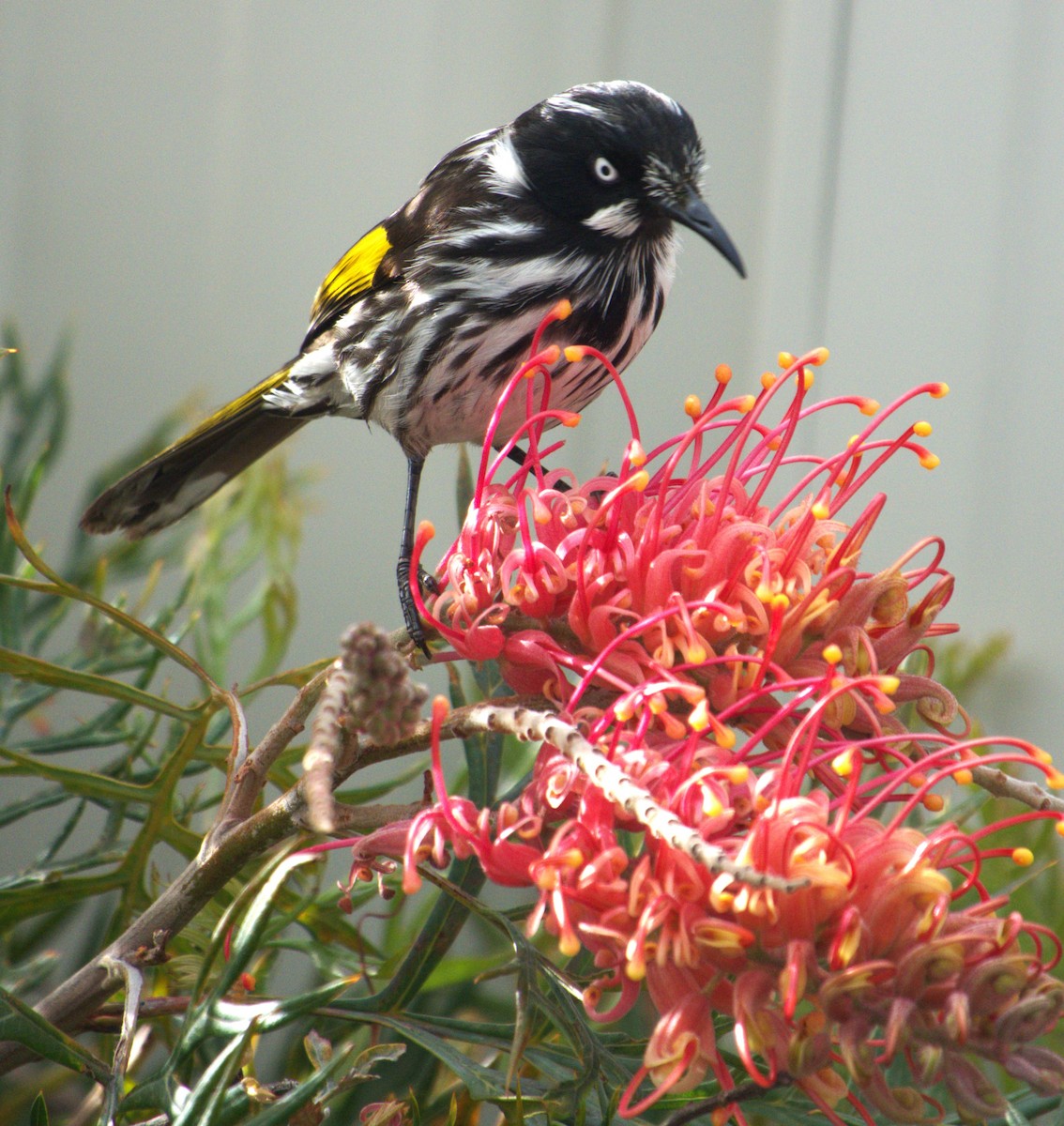 New Holland Honeyeater - Craig Morley