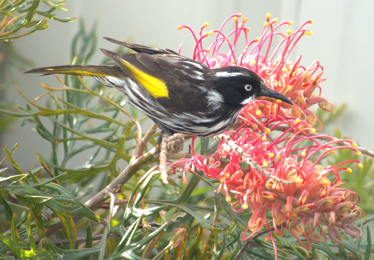 New Holland Honeyeater - Craig Morley