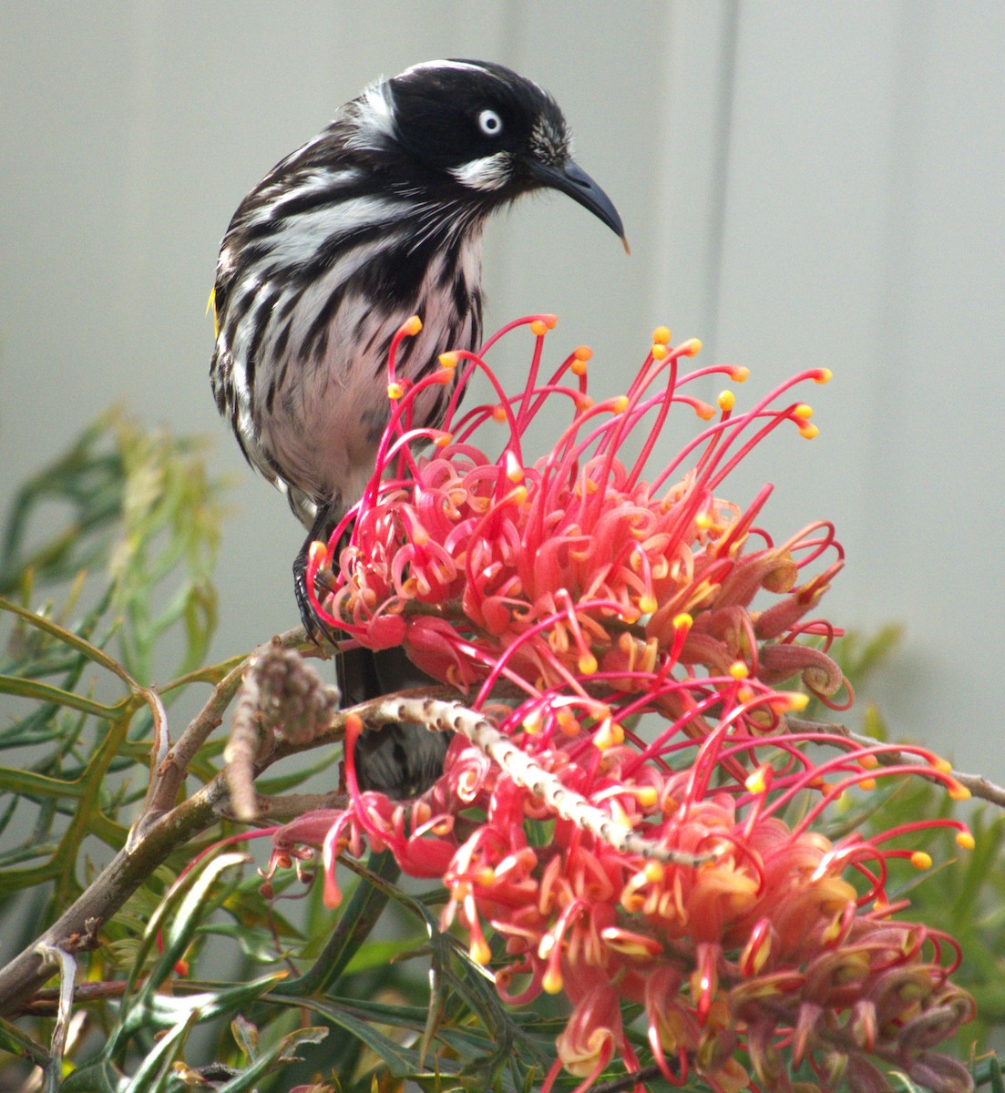 New Holland Honeyeater - Craig Morley