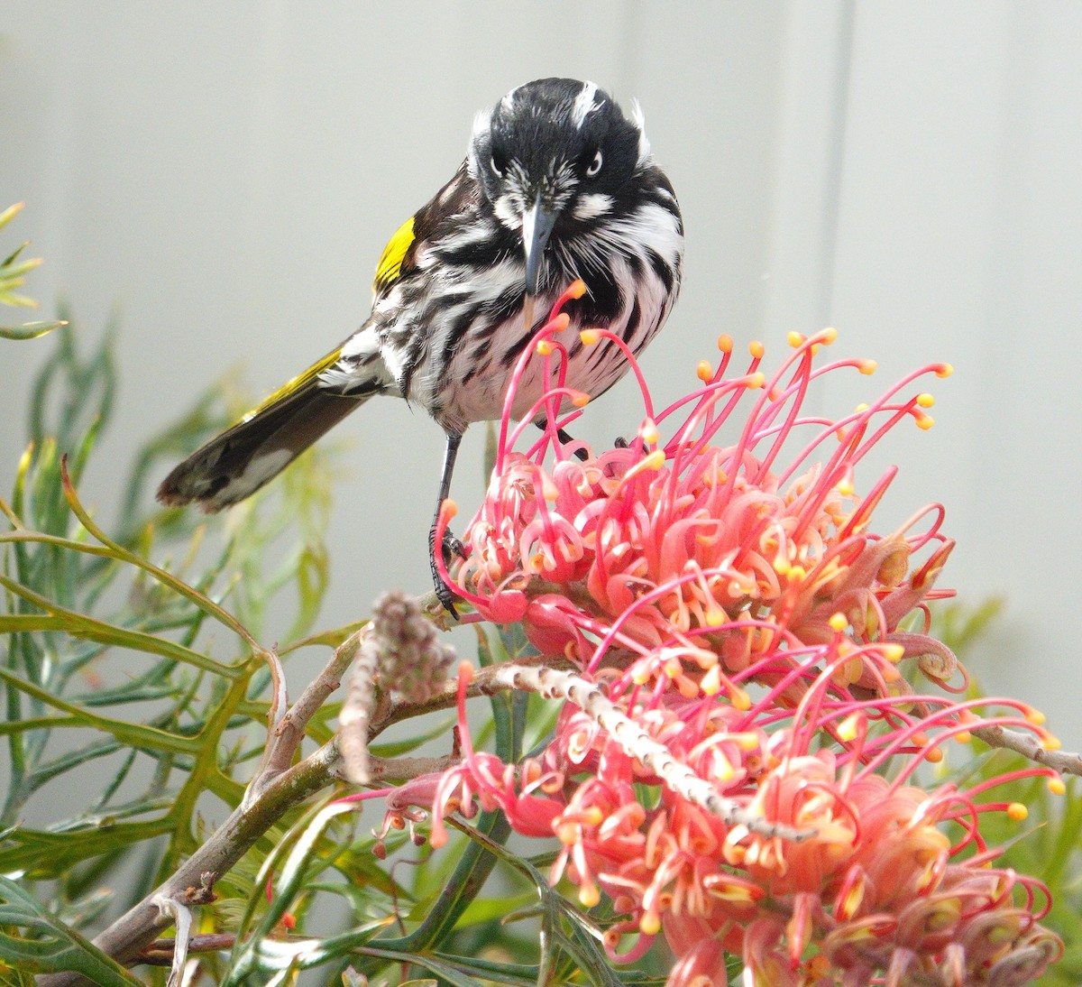 New Holland Honeyeater - Craig Morley