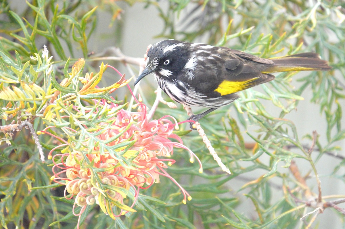 New Holland Honeyeater - Craig Morley