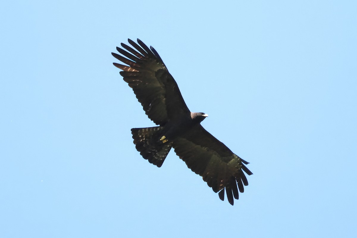 Black Eagle - RIIO LU