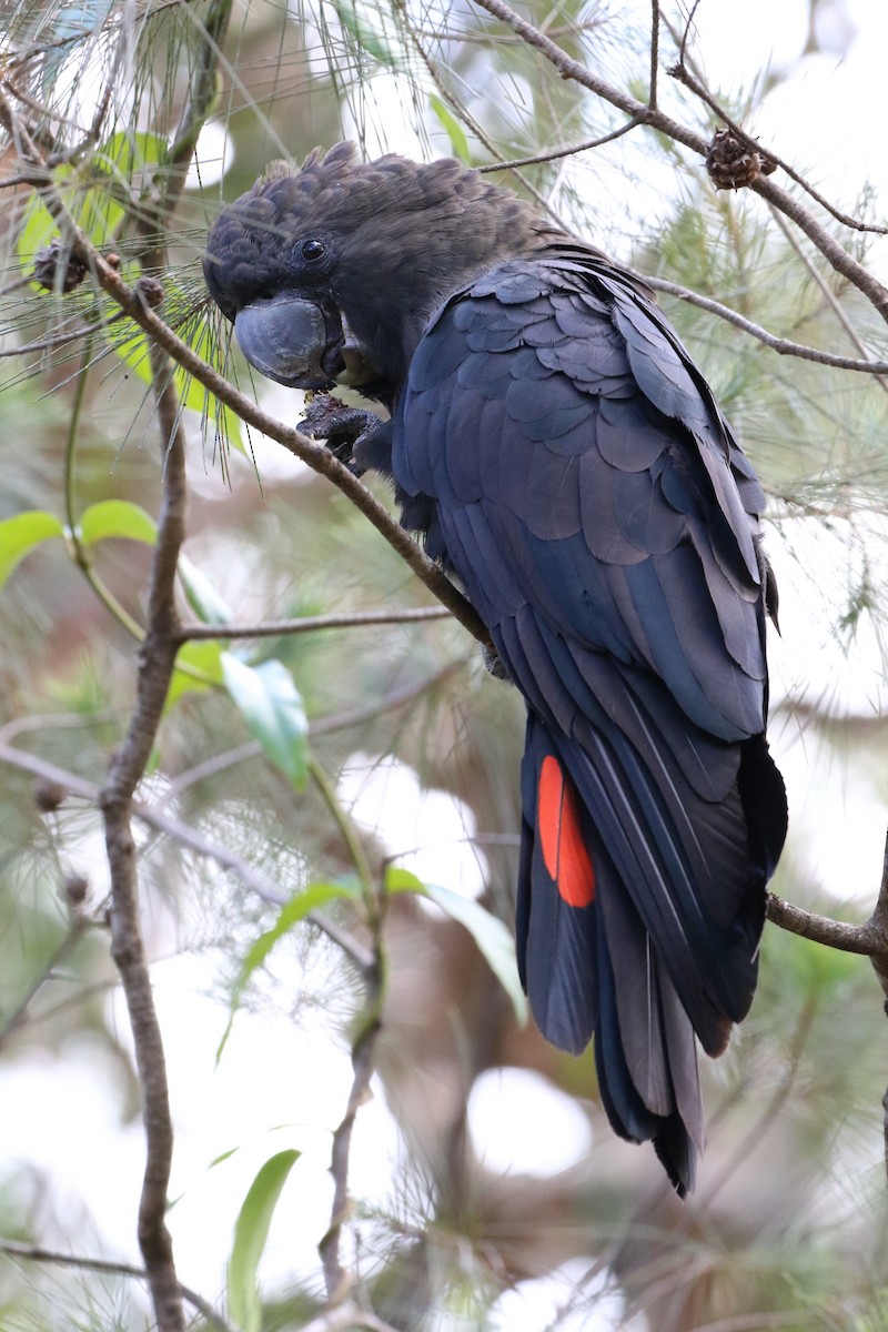 Glossy Black-Cockatoo - ML611257821