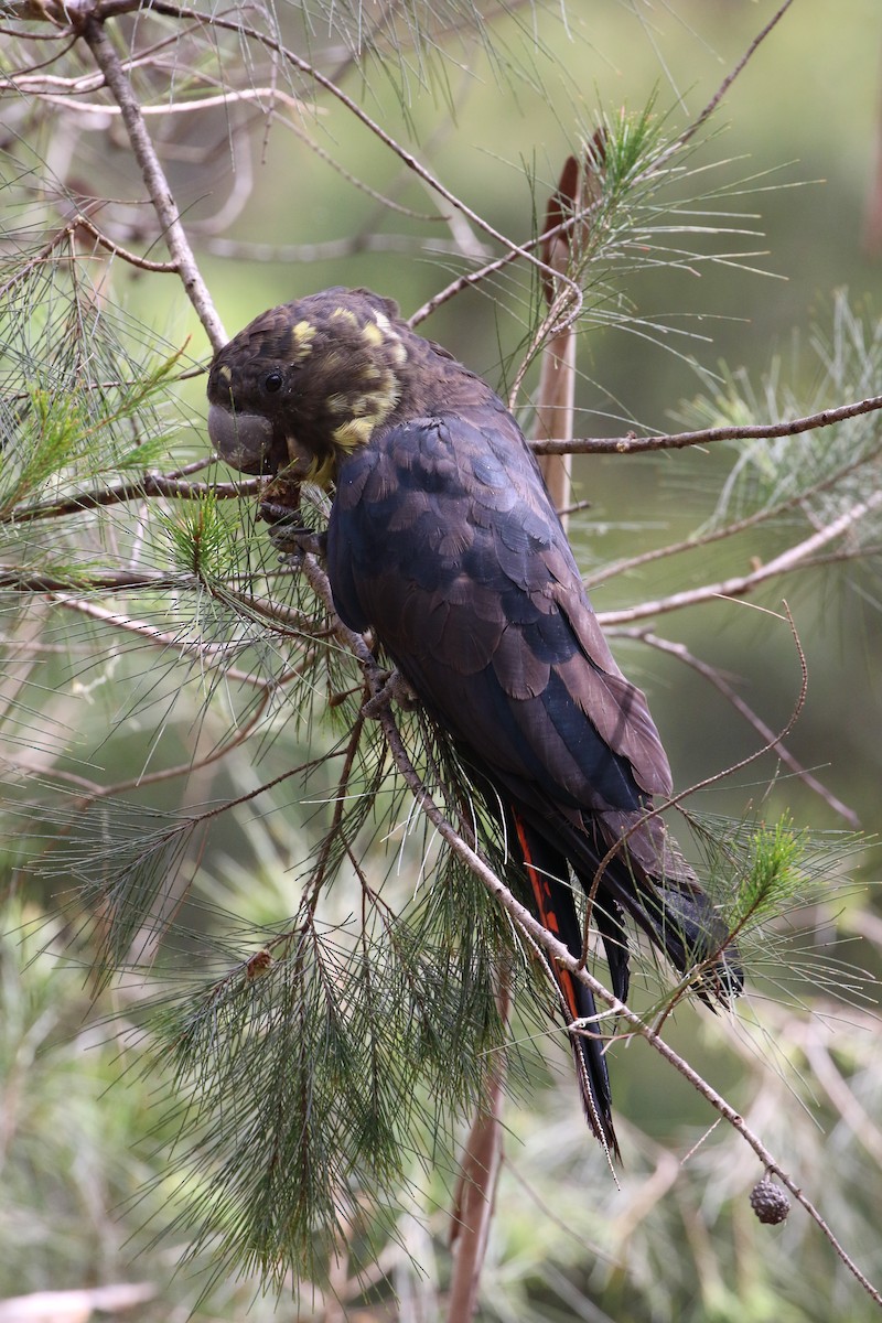 Cacatúa Lustrosa - ML611257862