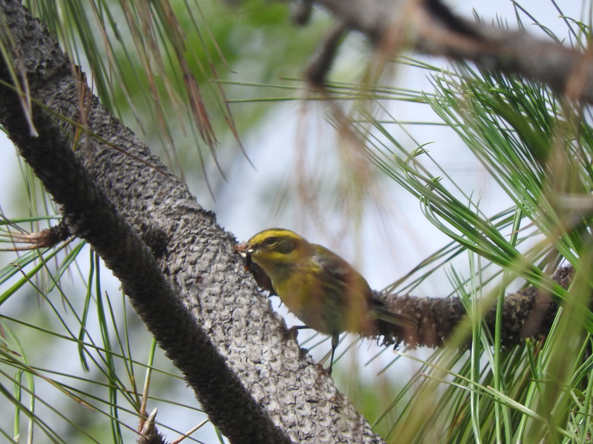 Townsend's Warbler - ML611257876