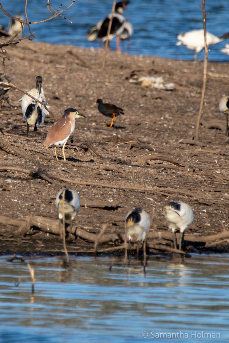 Nankeen Night Heron - John Gibbon