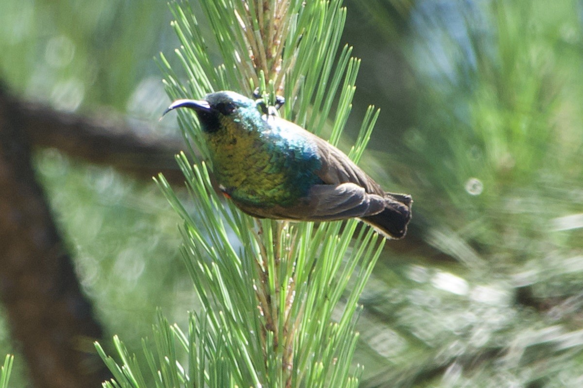 Eastern Miombo Sunbird - GARY DOUGLAS