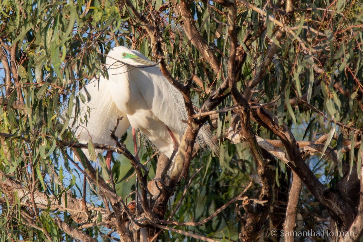 Great Egret - ML611257902