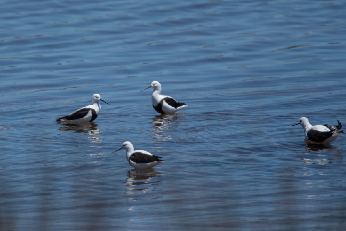 Banded Stilt - ML611257939