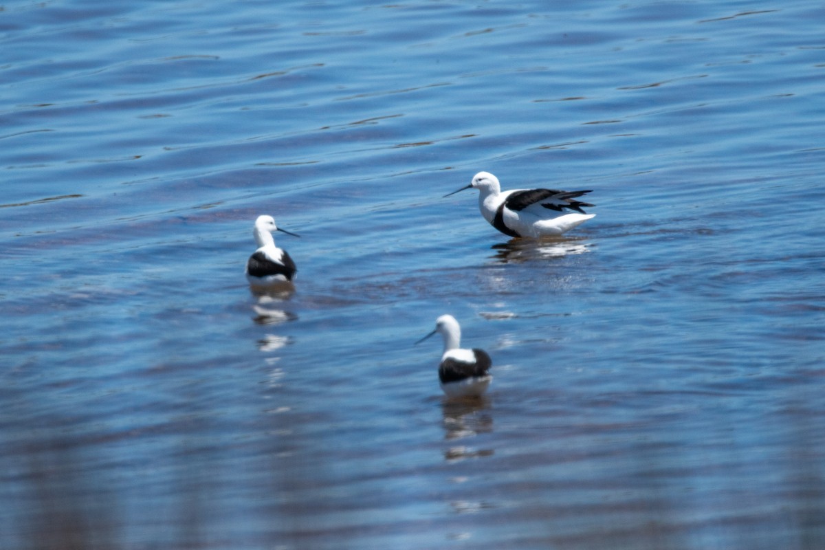 Banded Stilt - ML611257940