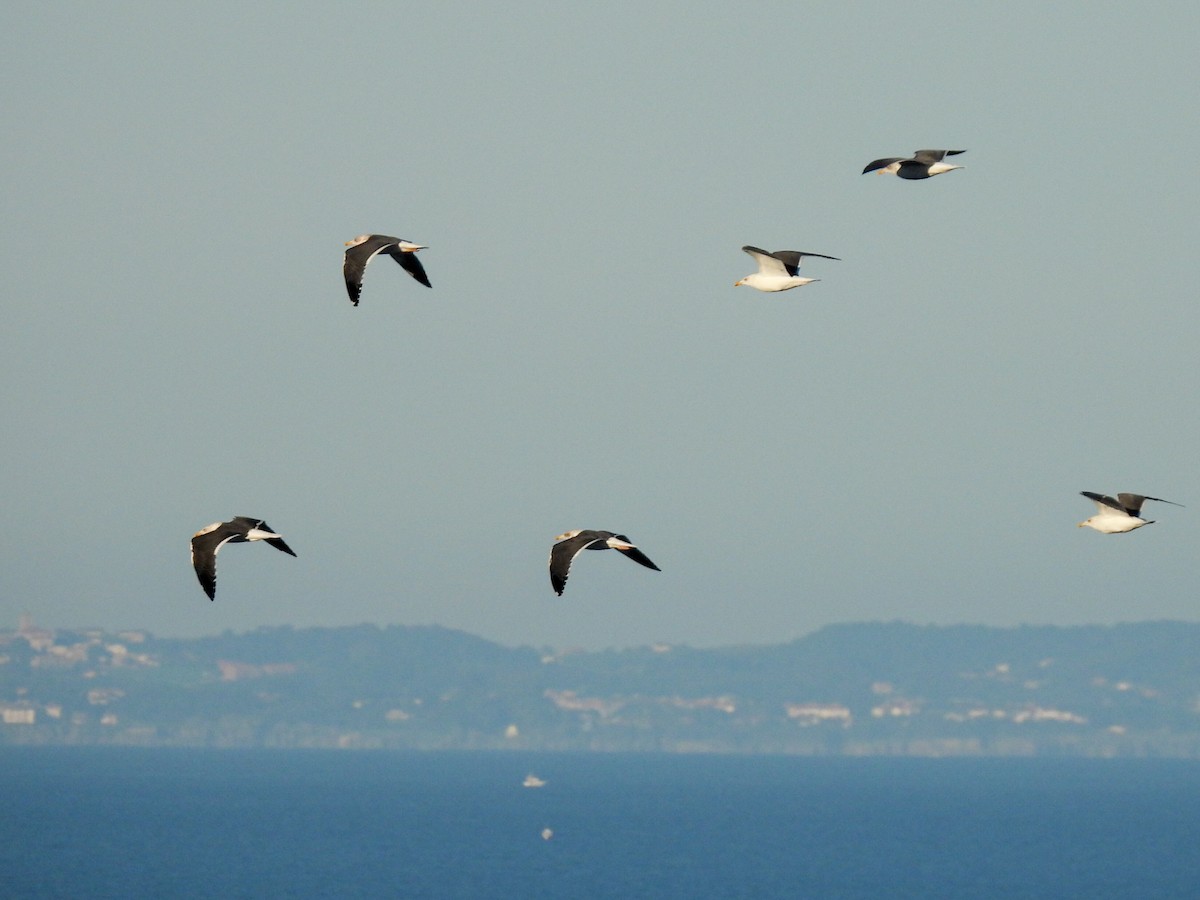 Lesser Black-backed Gull - ML611258013