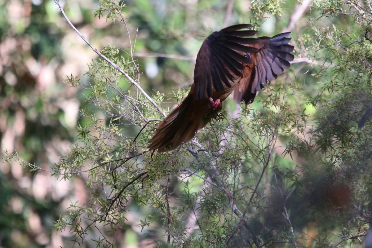 Brown Cuckoo-Dove - ML611258016