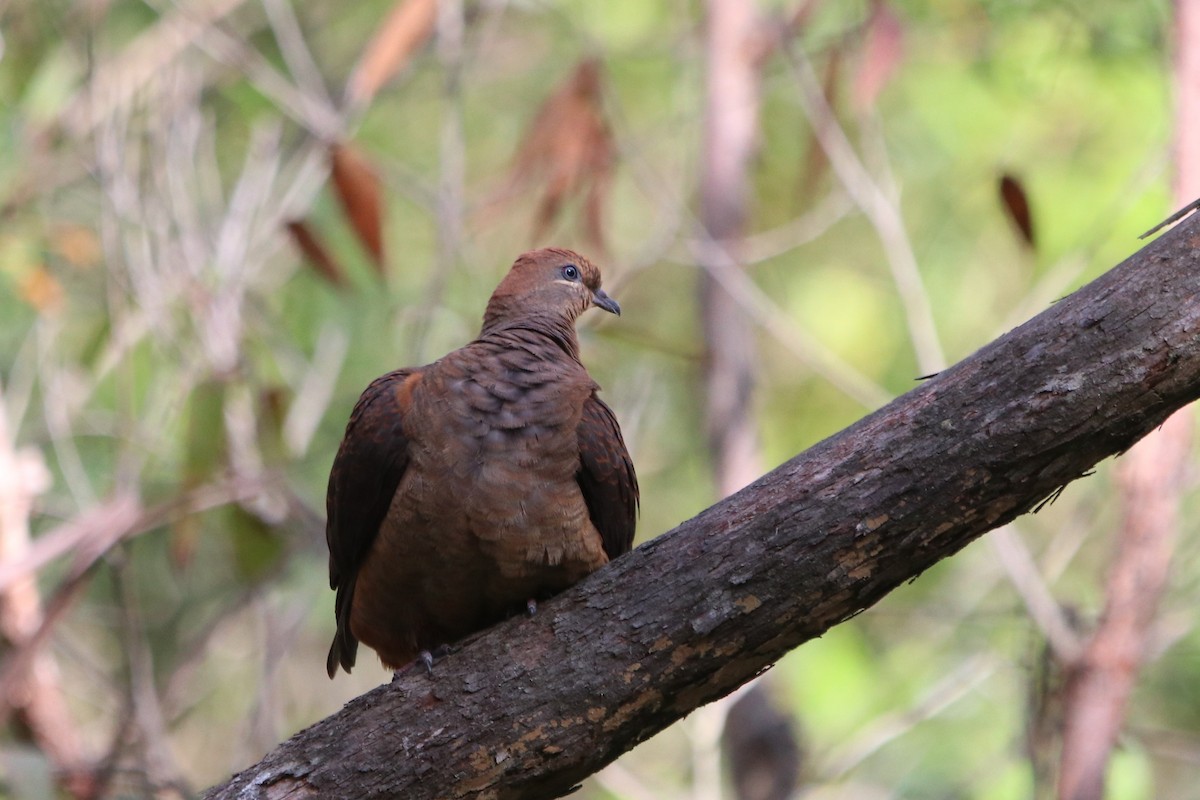 Brown Cuckoo-Dove - ML611258018