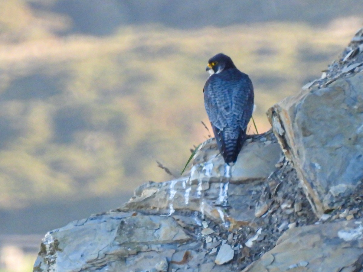 Peregrine Falcon - ML611258020