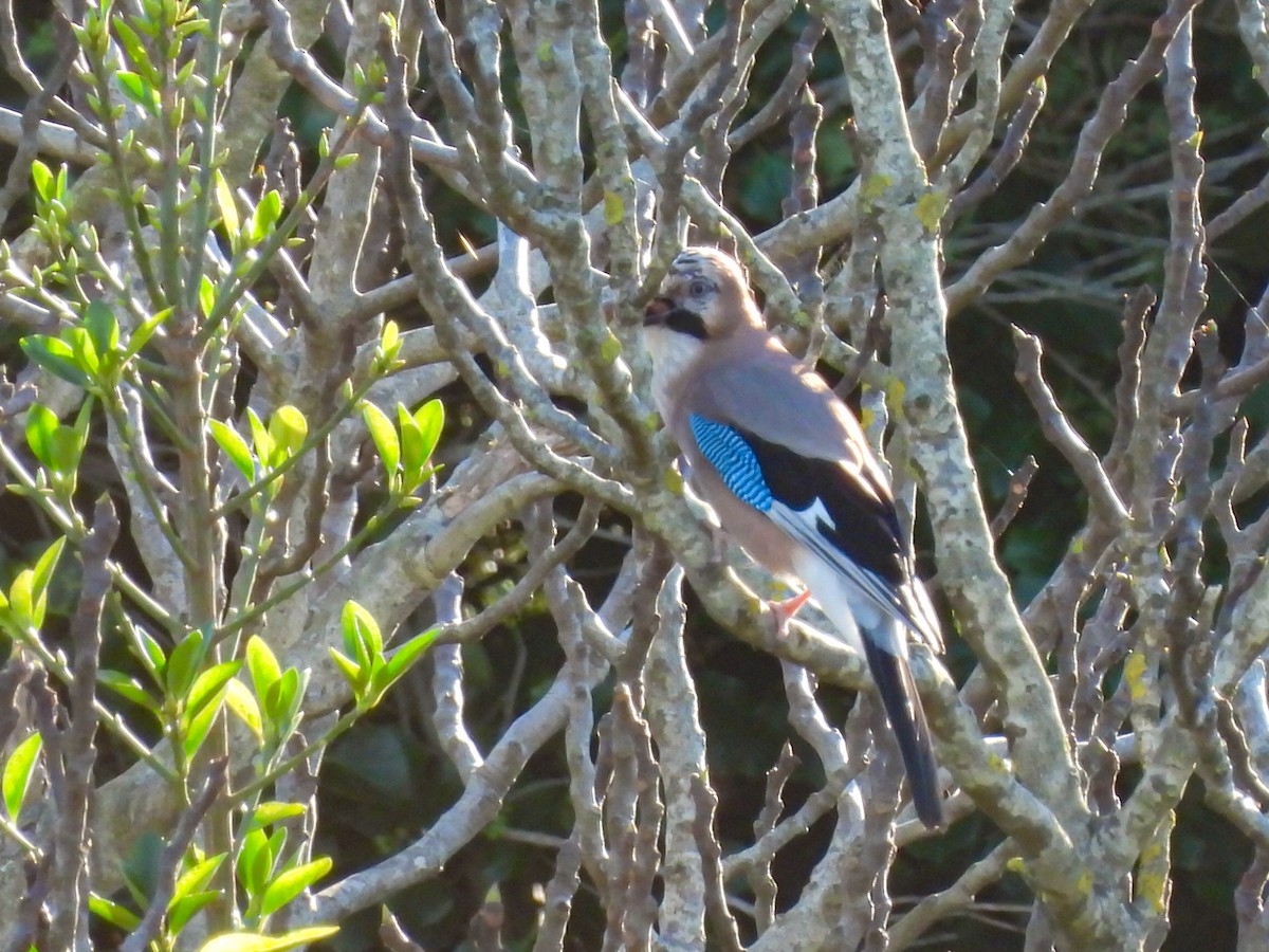 Eurasian Jay - ML611258029