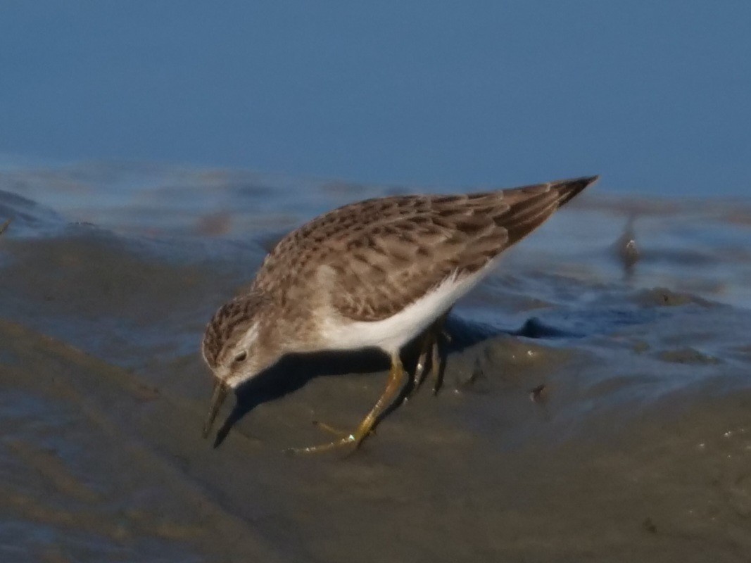 Least Sandpiper - ML611258056