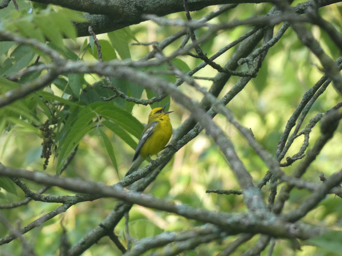 Blauflügel-Waldsänger - ML611258127