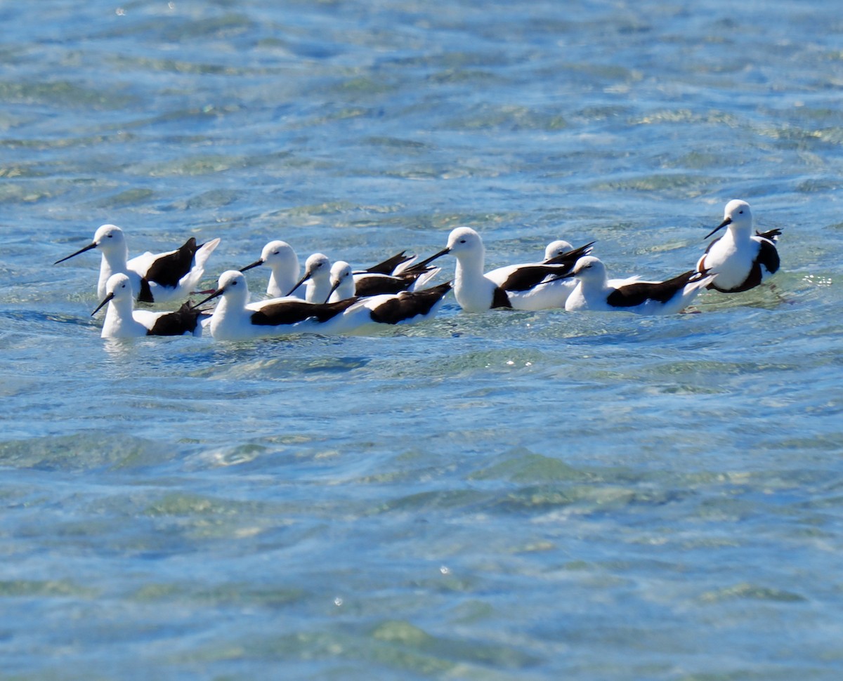 Banded Stilt - ML611258130