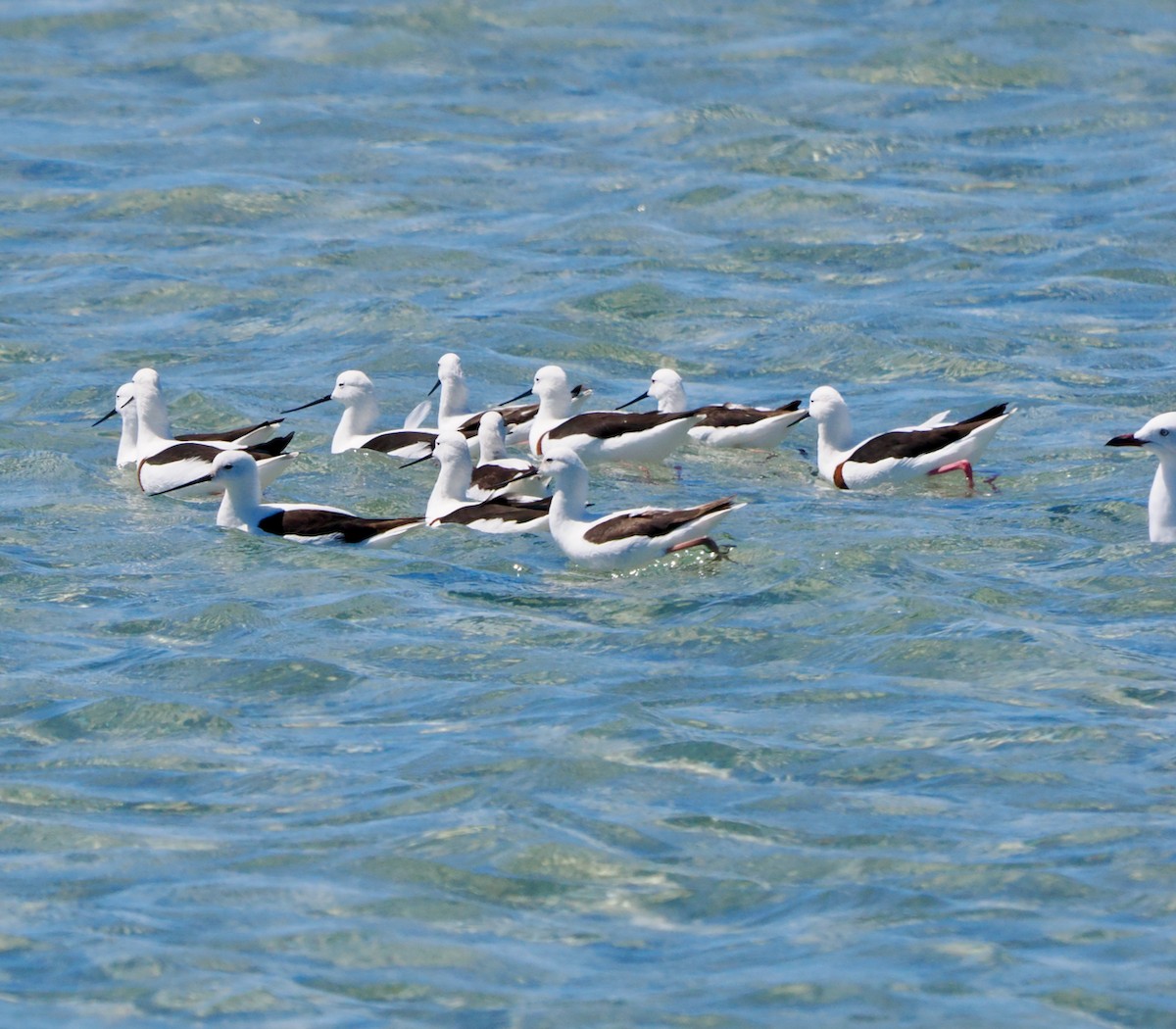 Banded Stilt - ML611258131