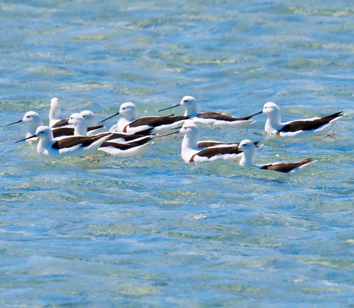 Banded Stilt - ML611258132