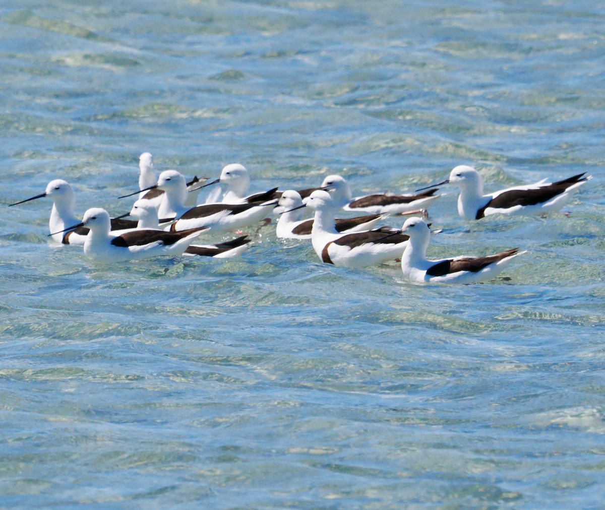 Banded Stilt - ML611258133