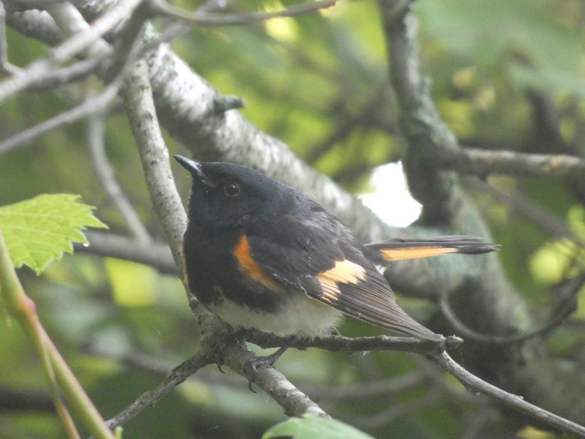 American Redstart - ML611258199