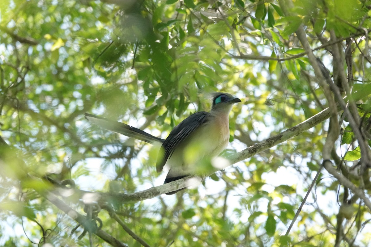 Crested Coua (Crested) - ML611258257