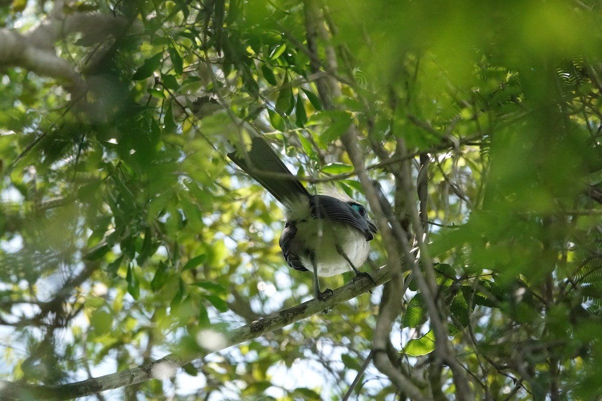 Crested Coua (Crested) - ML611258266