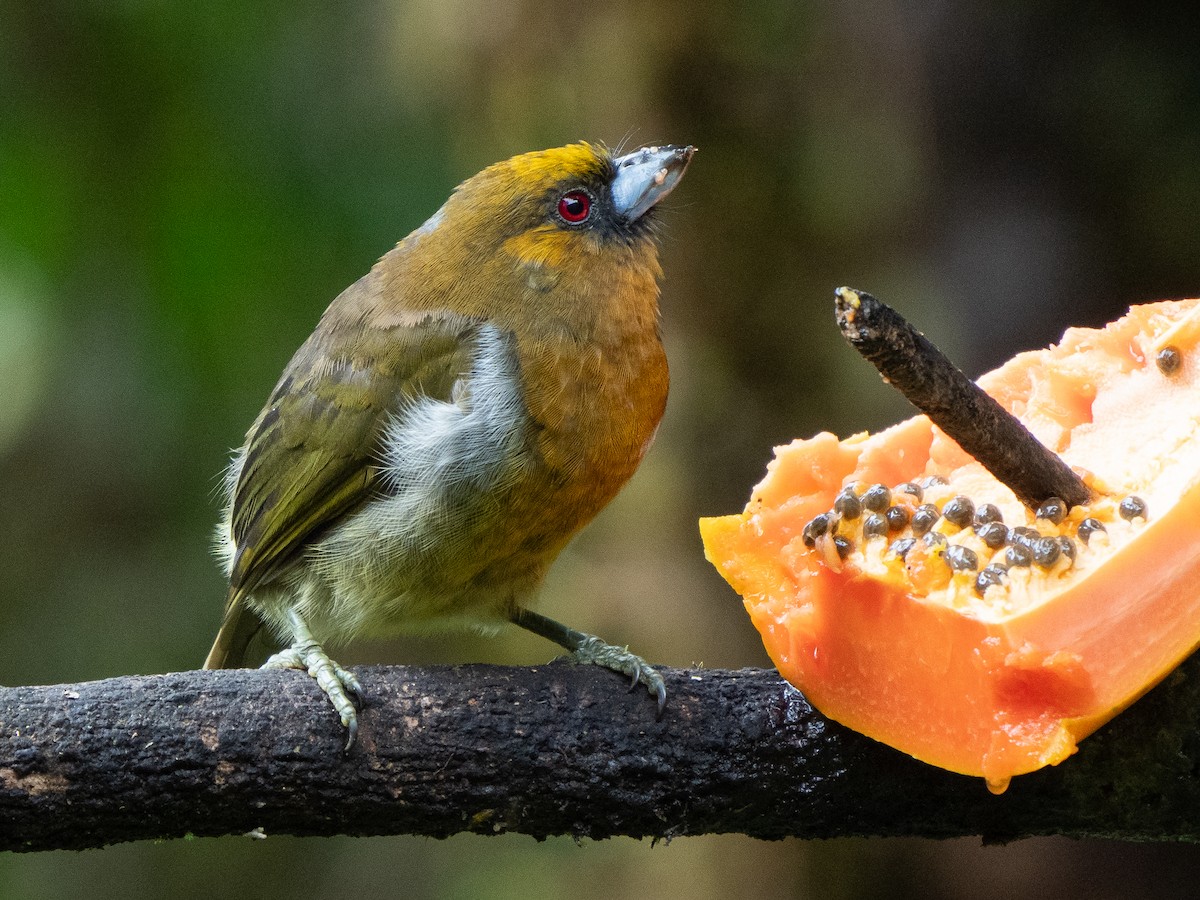 Prong-billed Barbet - Chris Fischer