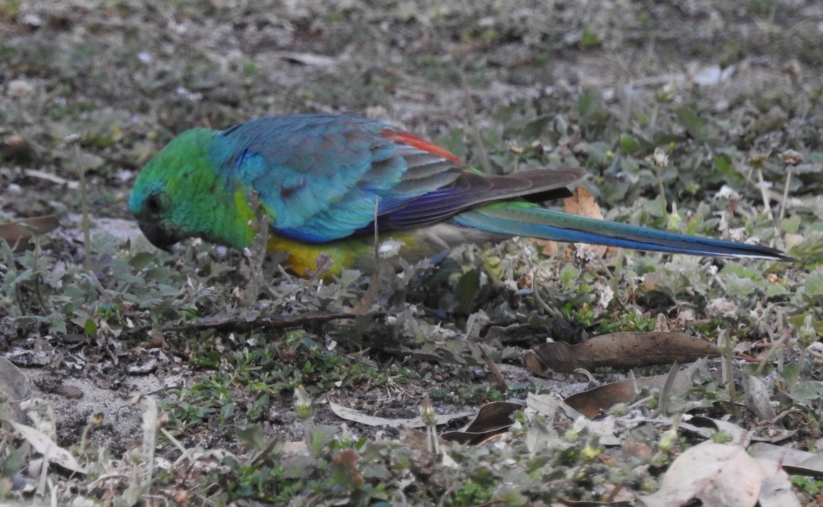 Red-rumped Parrot - ML611258380